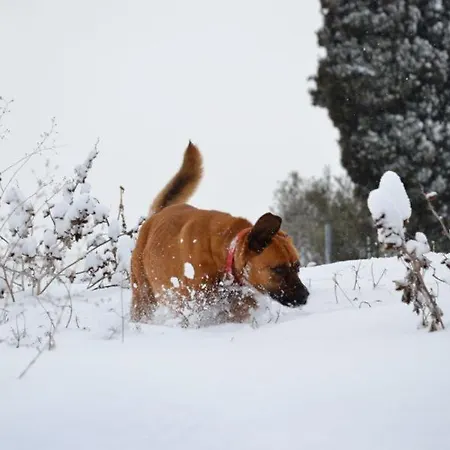 Vakantieboerderij Perugia Farmhouse *
